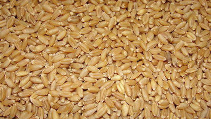 Wheat  HI-1544 100 KGS
