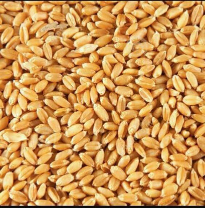Wheat Lokwan 100 KGS