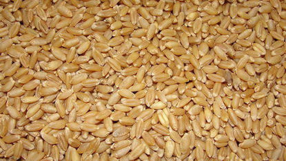 Indian Teen Ekka Sharbati Wheat 100 KGS