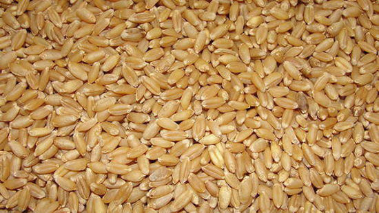 Indian Teen Ekka Sharbati Wheat 100 KGS