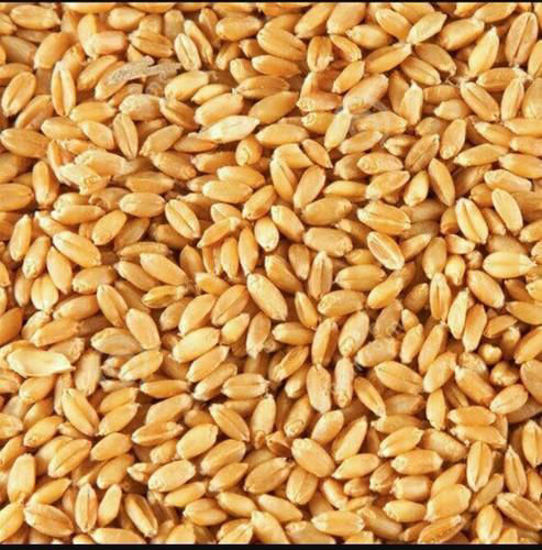 Sharbati Wheat