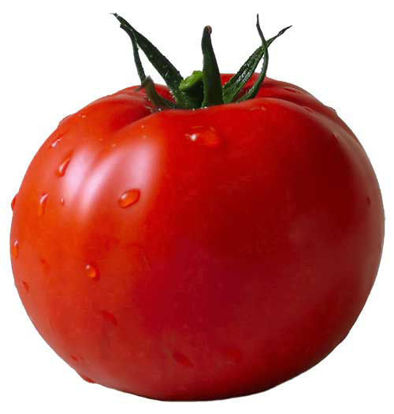 Tomato = टमाटर