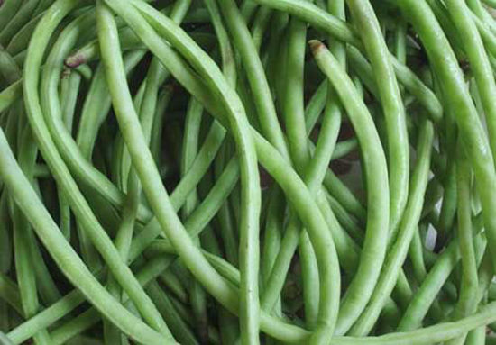 Black Eyed Beans/Green Long Beans/Cowpea लोबिया की फली/बरबटी