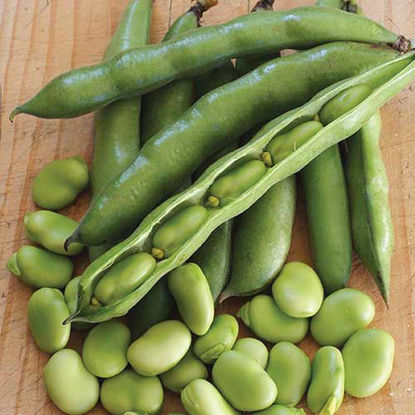 Fava Beans/Broad Bean  बाकले की फली