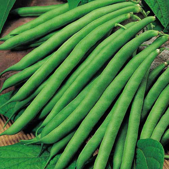 French Beans फ्रेंच बिन्स