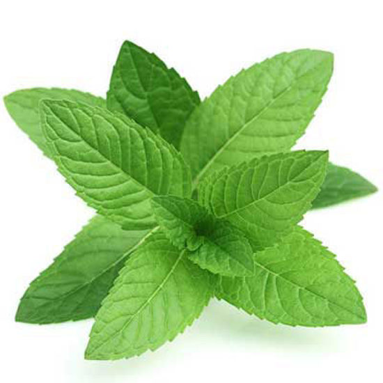 Peppermint/Mint पुदीना