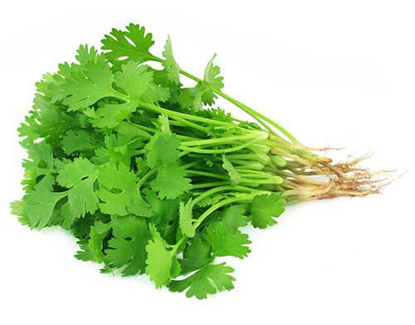 Coriander Leaves हरे धनिये के पत्ते