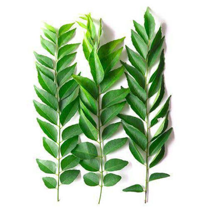 Curry Leaves करी पत्ते