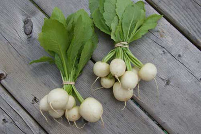 Turnips शलजम