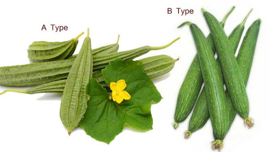 Ridge Gourd/Sponge Gourd = तुरई/तोरी/नेनुआ