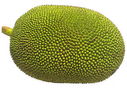 Jackfruit = कटहल