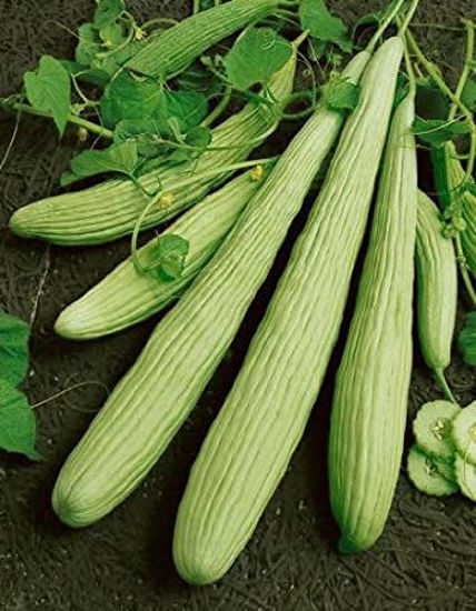 Cucumis Utilissimus = ककड़ी