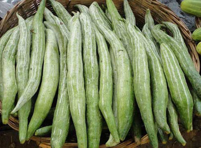 Snake Gourd = चिचिण्डा