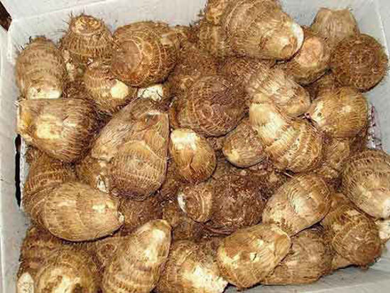 Colocasia Root = अरबी/अरुई