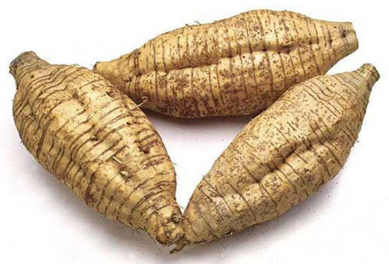 Arrowroot = अरारोट/शिशुमूल