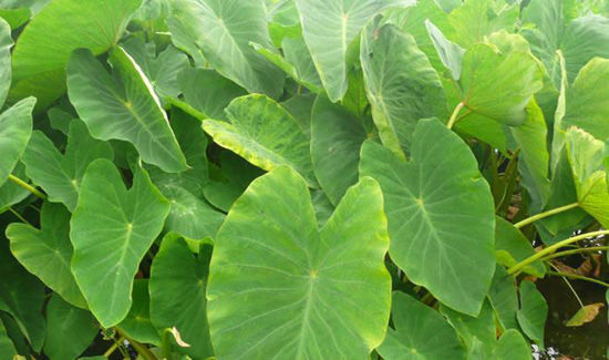 Colocasia Leaves = पात्रा