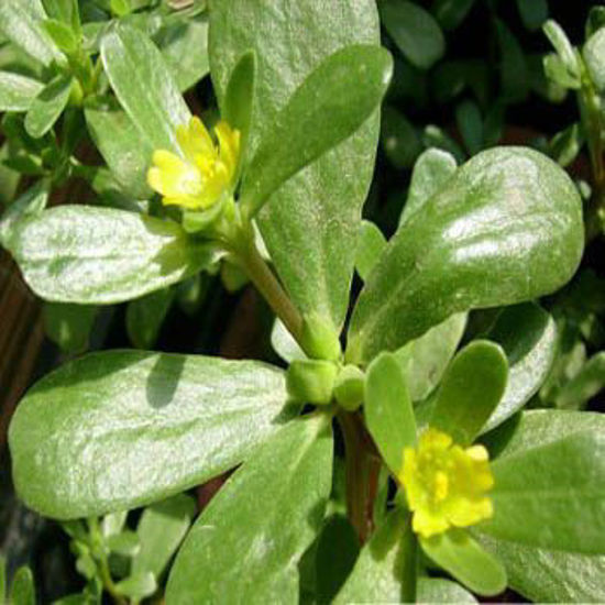 Purslane = कुलफा