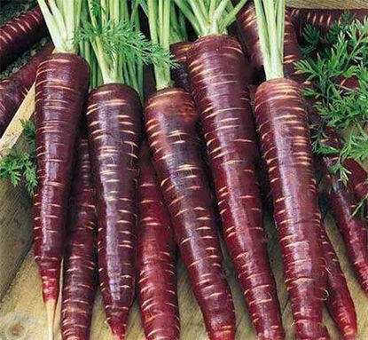 Black Carrot = काली गाजर