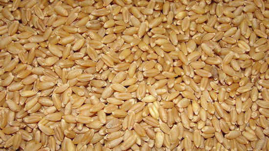 Wheat  HI-1544 100 KGS