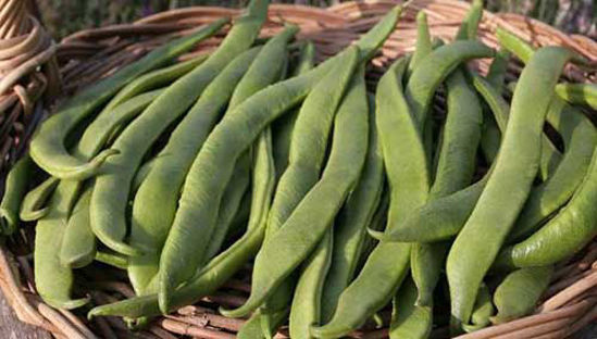 Runner Beans सेम की फली