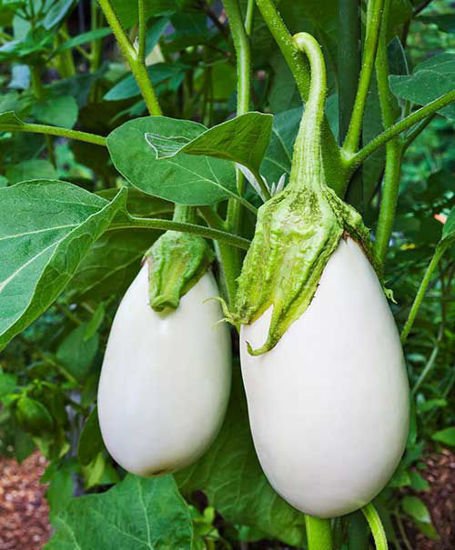 White Eggplant = सफेद बैंगन