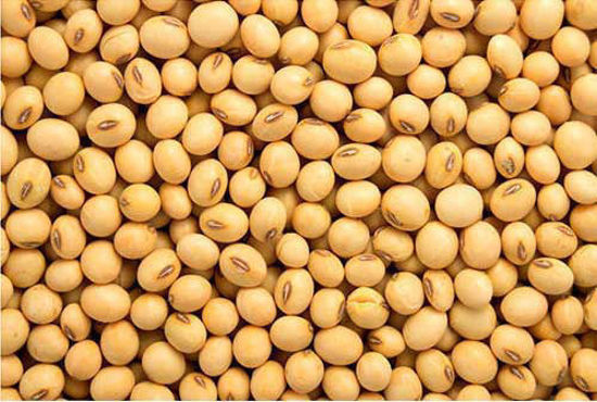 Soybean = सोयाबीन