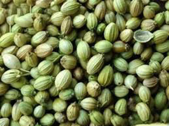 Coriander Seeds – Ramganj Mandi, Rajasthan